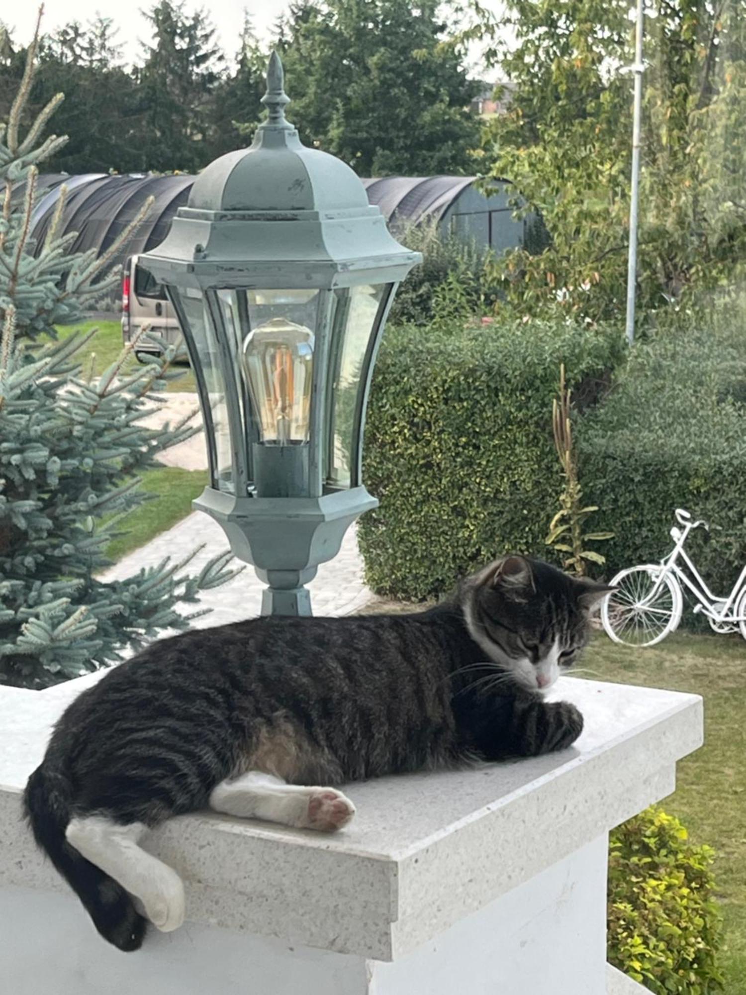 Zielone Zacisze Bed & Breakfast Murzynowo Kościelne Dış mekan fotoğraf